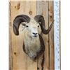 Image 2 : Stone Sheep Shoulder Mount Taxidermy