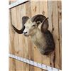 Image 3 : Stone Sheep Shoulder Mount Taxidermy