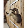Image 4 : Stone Sheep Shoulder Mount Taxidermy