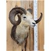 Image 5 : Stone Sheep Shoulder Mount Taxidermy