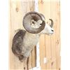 Image 6 : Stone Sheep Shoulder Mount Taxidermy