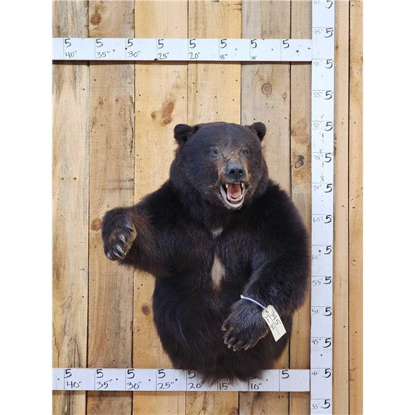 Monster Black Bear Half Body Taxidermy Mount