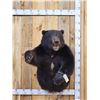 Image 1 : Monster Black Bear Half Body Taxidermy Mount