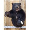 Image 2 : Monster Black Bear Half Body Taxidermy Mount