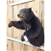 Image 3 : Monster Black Bear Half Body Taxidermy Mount