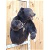 Image 4 : Monster Black Bear Half Body Taxidermy Mount