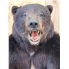 Image 5 : Monster Black Bear Half Body Taxidermy Mount