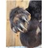 Image 6 : Monster Black Bear Half Body Taxidermy Mount