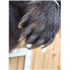 Image 7 : Monster Black Bear Half Body Taxidermy Mount