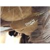 Image 11 : Spectacular 100% Reproduction Golden Eagle Full Body Bird Taxidermy