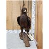 Image 1 : Spectacular 100% Reproduction Golden Eagle Full Body Bird Taxidermy