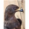 Image 3 : Spectacular 100% Reproduction Golden Eagle Full Body Bird Taxidermy