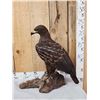 Image 5 : Spectacular 100% Reproduction Golden Eagle Full Body Bird Taxidermy