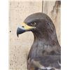Image 6 : Spectacular 100% Reproduction Golden Eagle Full Body Bird Taxidermy