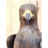 Image 7 : Spectacular 100% Reproduction Golden Eagle Full Body Bird Taxidermy