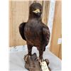 Image 8 : Spectacular 100% Reproduction Golden Eagle Full Body Bird Taxidermy