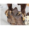 Image 9 : Spectacular 100% Reproduction Golden Eagle Full Body Bird Taxidermy