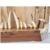 Image 10 : Awesome Hippopotamus Tusk Display