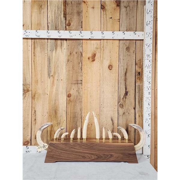 Awesome Hippopotamus Tusk Display