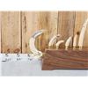 Image 2 : Awesome Hippopotamus Tusk Display