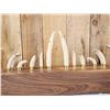 Image 3 : Awesome Hippopotamus Tusk Display
