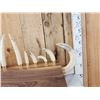 Image 4 : Awesome Hippopotamus Tusk Display