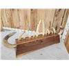 Image 6 : Awesome Hippopotamus Tusk Display