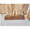 Image 8 : Awesome Hippopotamus Tusk Display