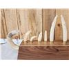 Image 9 : Awesome Hippopotamus Tusk Display