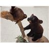 Image 10 : Black Bear Cub Checking Out A Squirrel Full Body Taxidermy Mount