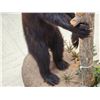 Image 11 : Black Bear Cub Checking Out A Squirrel Full Body Taxidermy Mount