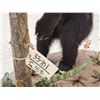 Image 12 : Black Bear Cub Checking Out A Squirrel Full Body Taxidermy Mount