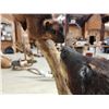 Image 13 : Black Bear Cub Checking Out A Squirrel Full Body Taxidermy Mount