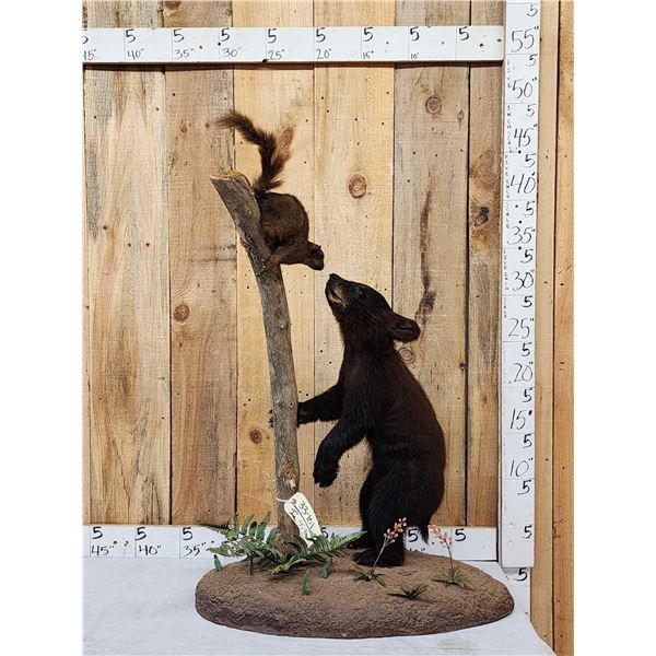 Black Bear Cub Checking Out A Squirrel Full Body Taxidermy Mount