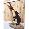Image 2 : Black Bear Cub Checking Out A Squirrel Full Body Taxidermy Mount