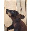Image 3 : Black Bear Cub Checking Out A Squirrel Full Body Taxidermy Mount