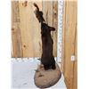 Image 4 : Black Bear Cub Checking Out A Squirrel Full Body Taxidermy Mount