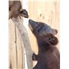 Image 5 : Black Bear Cub Checking Out A Squirrel Full Body Taxidermy Mount
