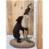 Image 6 : Black Bear Cub Checking Out A Squirrel Full Body Taxidermy Mount