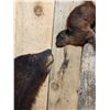 Image 7 : Black Bear Cub Checking Out A Squirrel Full Body Taxidermy Mount