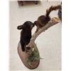 Image 8 : Black Bear Cub Checking Out A Squirrel Full Body Taxidermy Mount