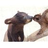 Image 9 : Black Bear Cub Checking Out A Squirrel Full Body Taxidermy Mount