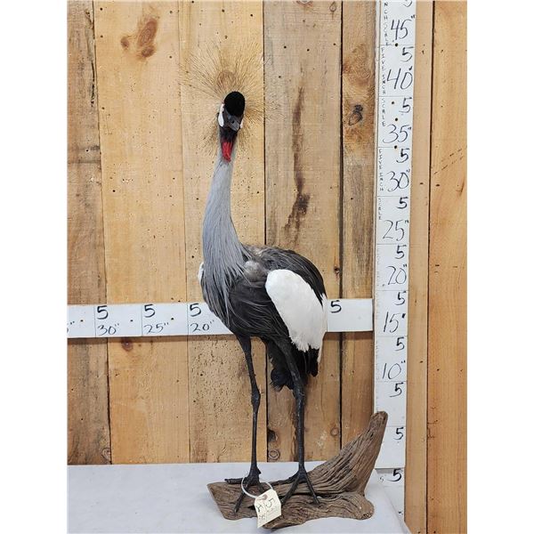 African Crowned Crane Full Body Bird Taxidermy