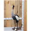 Image 1 : African Crowned Crane Full Body Bird Taxidermy