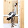 Image 2 : African Crowned Crane Full Body Bird Taxidermy