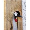 Image 3 : African Crowned Crane Full Body Bird Taxidermy