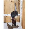 Image 4 : African Crowned Crane Full Body Bird Taxidermy