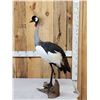 Image 5 : African Crowned Crane Full Body Bird Taxidermy
