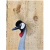 Image 6 : African Crowned Crane Full Body Bird Taxidermy