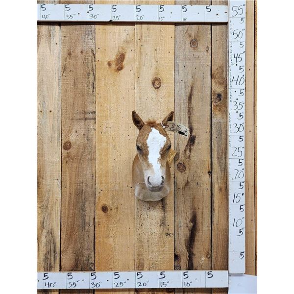 Baby Belgian Horse Colt Shoulder Mount Taxidermy